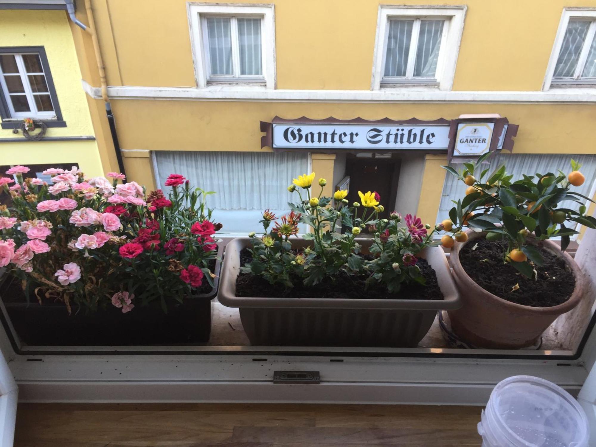 Homestay Waldshut-Tiengen Bagian luar foto