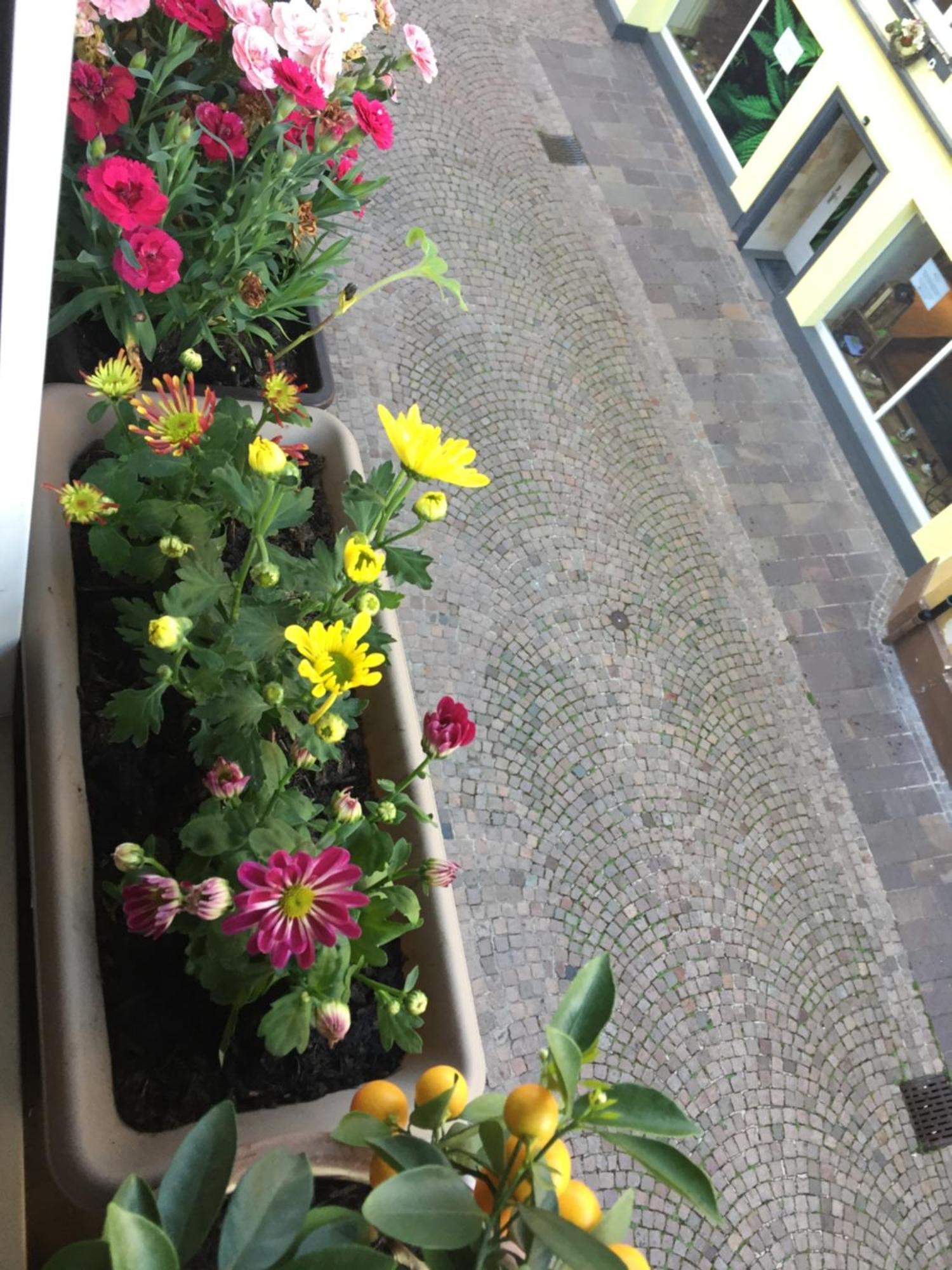Homestay Waldshut-Tiengen Bagian luar foto